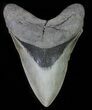 Killer, Fossil Megalodon Tooth - Collector Meg Tooth #66182-1